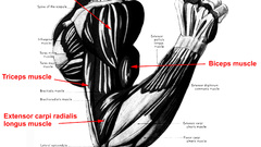 Anatomy muscles