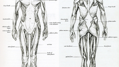 Anatomy muscles human body