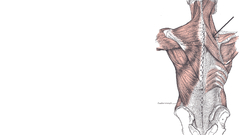 Anatomy muscles simple background