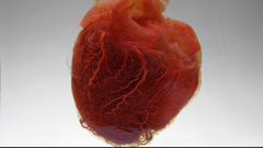 Anatomy national geographic Hearts