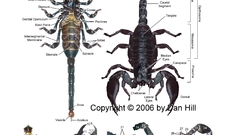 Anatomy scorpions
