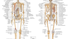 Anatomy skeletons