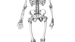 Anatomy skeletons