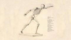 Anatomy skeletons