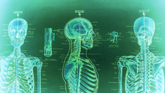 Anatomy skeletons skelleton system