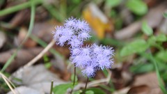 And high dsc Resolution