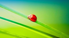 Android motorola Razr-i