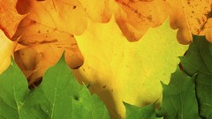 Android motorola Razr-i