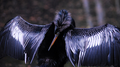 Anhingadrying Cormorant bird