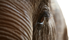 Animal Animals elephants