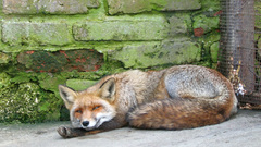 Animal Animals fox