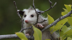 Animal Animals funny