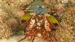 Animal Animals underwater