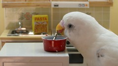 Animal Birds Animals