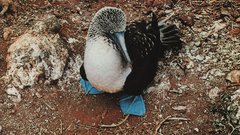 Animal Birds Animals