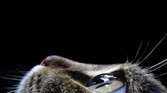 Animal cat thread cateye