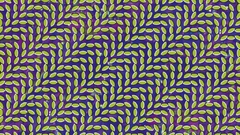 Animal Collective Cover optical