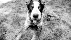 Animal dog cute Mono pet