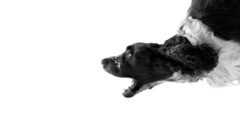 Animal Dogs dog flying pets