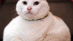 Animal fat cat cute
