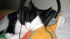 Animal funny cats headphones