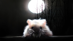 Animal high Resolution