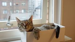 Animal meh cats funny