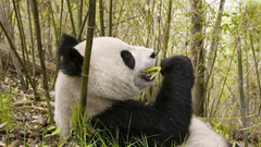 Animal panda great Bear