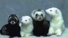Animal photo Kent high ferret Resolution