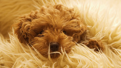 Animal puppy fluffy dog