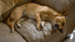 Animal sleeping dog Suo