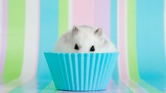 Animal sweet pet mouse