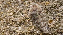 Animal thread about ninjas flounder how camouflaged