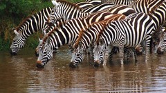 Animal world zebras