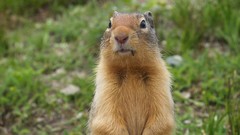 Animals 2008 marmots