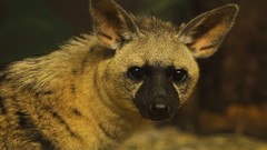 Animals aardwolves