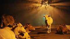 Animals abstract India Cows deserts