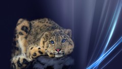 Animals abstract lines Leopards wildlife