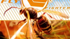 Animals abstract wasp fantasy art