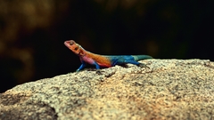 Animals action high dsc Resolution