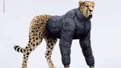 Animals advertisement funny coat cheetahs