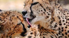 Animals affection licking cheetahs baby animals