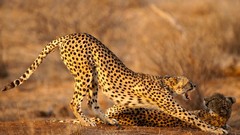 Animals Africa 2009 cheetahs feline