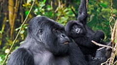 Animals Africa bing baby animals gorillas