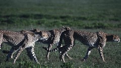 Animals Africa cheetahs