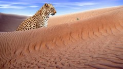 Animals Africa cheetahs feline deserts