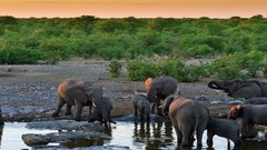 Animals Africa elephants multiscreen