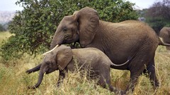Animals Africa elephants wildlife baby elephant baby animals 