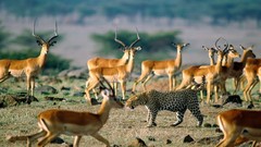 Animals Africa Leopards Impala