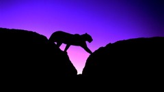 Animals Africa Leopards silhouettes rocks